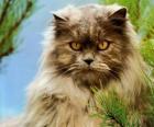 Gato Persa
