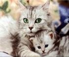 Gatos 