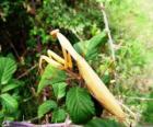 Mantis religiosa con sus patas delanteras en posición de oración 