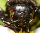 Cabeza de avispa