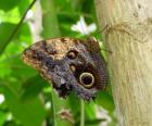 Mariposa sobre un tronco