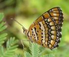 Mariposa descansando sobre una planta