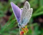 Mariposa