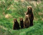 Familia de osos