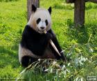 Oso panda sentado en el suelo comiendo bambú