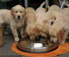 Cachorros golden retriever comiendo