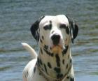 Perro dálmata con su piel cubierta por manchas