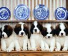 Cachorros San Bernardo