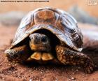 Tortuga terrestre