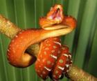 Serpiente de piel moteada enroscada en una rama