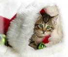 Gatito dentro del gorro de Papá Noel