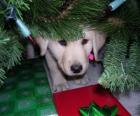 Perro escondido debajo el árbol de Navidad
