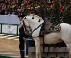Elegante caballo con ornamento
