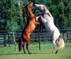 Dos caballos encabritados
