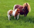 Dos ponis o ponys