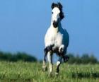 Caballo al galope