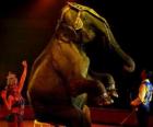 Elefante en el circo