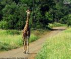 Jirafa en medio de un camino en el Parque Nacional Kruger, Sudáfrica
