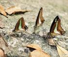 Tres mariposas descansando sobre un tronco, en el quedan camufladas