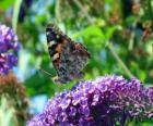 Mariposa sobre una flor