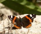 Mariposa negra sobre una roca con las alas totalmente abiertas