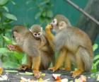 Familia de monos ardilla