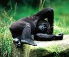 Mono descansando