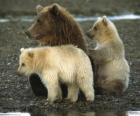 Familia de osos