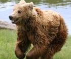 Oso corre por el prado verde