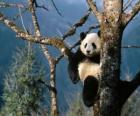 Oso panda en un árbol