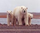 Familia de osos polares