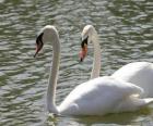 Cisnes nadando tranquilamente