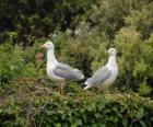 Gaviotas