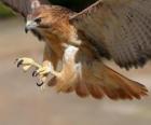 Halcon