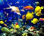 Peces de diferentes especies y medidas