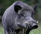 Cabeza de jabalí salvaje con los colmillos