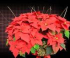 Flor de Navidad