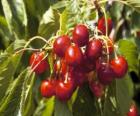Cerezas