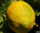 Limón