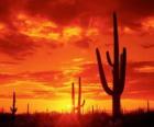 Desierto con cactus