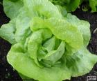 La lechuga es una hortaliza muy popular que se puede consumir durante todo el año