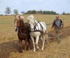 Payés labrando con caballos