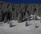 Abetos de Navidad en un paisaje nevado