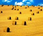 Paisaje del campo en verano
