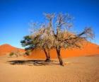 Árboles en el desierto