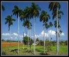 Palmeras