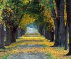 Camino entre los árboles