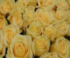 Rosas amarillas abiertas