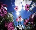 Paisaje con flores
