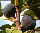 Dos higos en la higuera, esta fruta se encuentra en diferentes partes del mundo